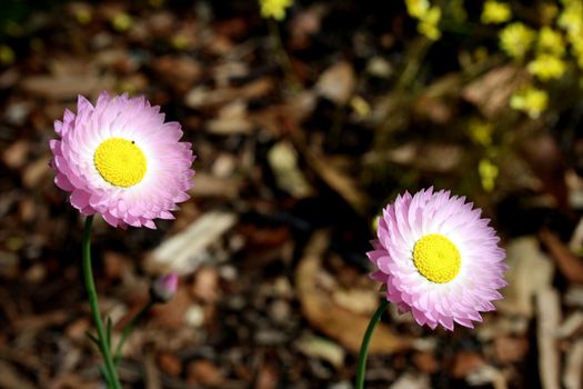 Pink Everlastings - Rhodanthe chlorocephala subsp. Rosea