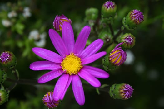 Naturalised West Australian Wildflower originally from South Africa, Purple Groundsel - Senecio elegans