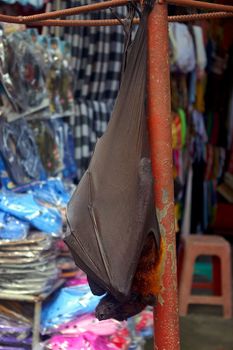 A bat hanging upside down at a market. The bat is for attracting customers to that particular stall. Tanah Lot, Bali, Indonesia.