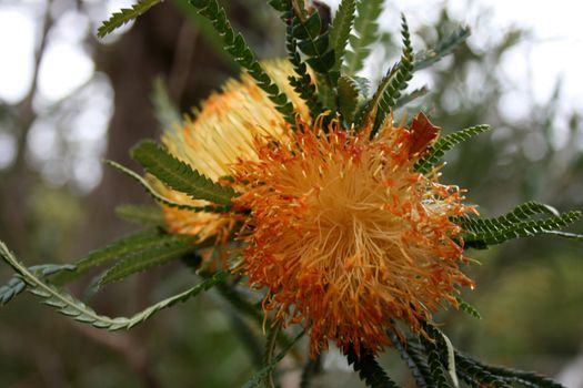 West Australian Wildflower now part of the Banksia family - Showy Dryandra - Dryandra formosa