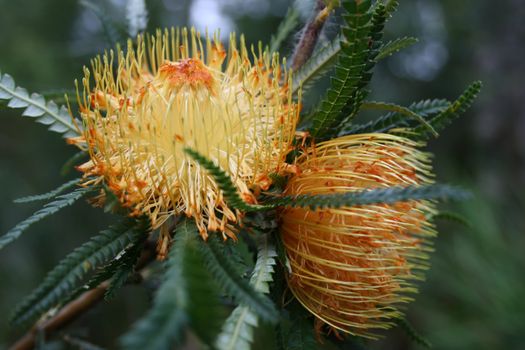 West Australian Wildflower now part of the Banksia family - Showy Dryandra - Dryandra formosa