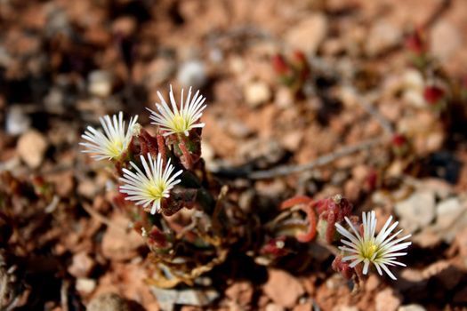 A naturalised African species with the size of each flower less than 10mm - Slenderleaf Iceplant - Mesembryanthemum nodiflorum