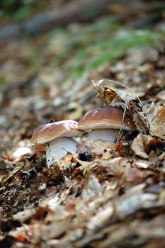 twins mushrooms, wild boletus edulis in beech forest