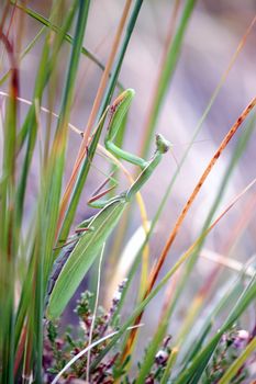 Close up of Praying mantis in the grass