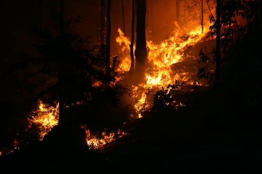 Bushfire/Wildfire closeup at night. Taken at a wildfire in 2007.