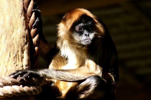 Spider Monkey looking mournful at the zoo