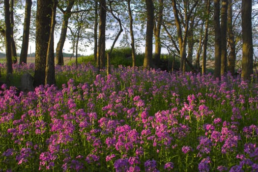 Pink spring wild flowers in the forest understory