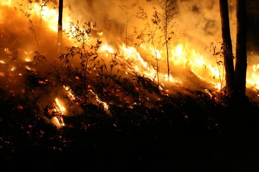 Bushfire/Wildfire closeup at night. Taken at a wildfire in 2007.