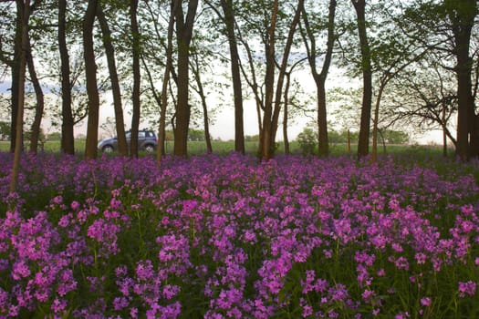 Pink spring wild flowers in the forest understory