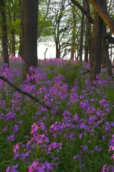 Pink spring wild flowers in the forest understory