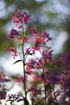 Macro with pink spring wild flowers in the forest understory