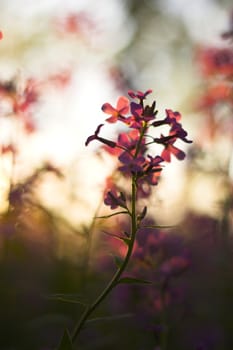 Macro with pink spring wild flowers in the forest understory