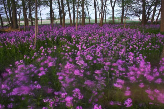 Pink spring wild flowers in the forest understory