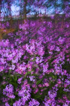 Abstracts, blurs and zooms with pink spring wild flowers in the forest understory