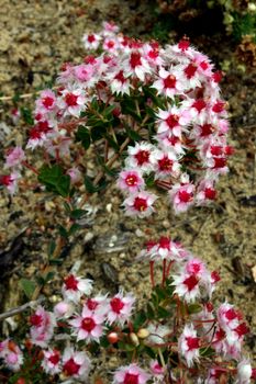 West Australian wildflower - Verticordia insignis subsp. Insignis