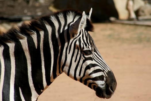 Solitary Zebra stationary and pensive at the zoo