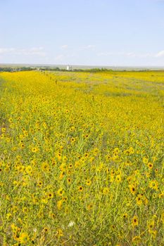 Sunny prairie meadows blooming with black-eyed Suzy flowers