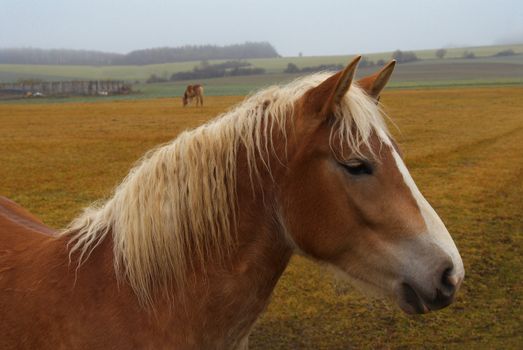 The horse grazed on a rural meadow.