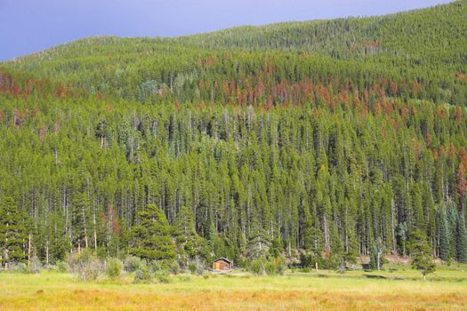 Yellow and sunny green colors of the mountains prairies forests in Cordeliers during late summer early fall