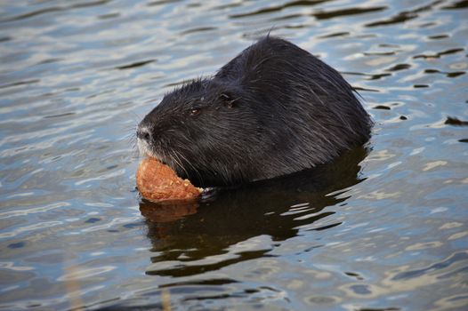 Nutria (myocastor coypus), river rat, Coypu eating a bread in river. Take in the wildlife.