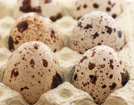 Quail eggs in special safe box.