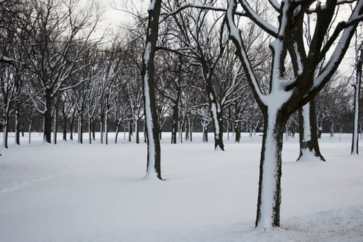 Forest of trees in winter covered with snow  