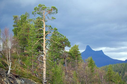 Mountain and trees