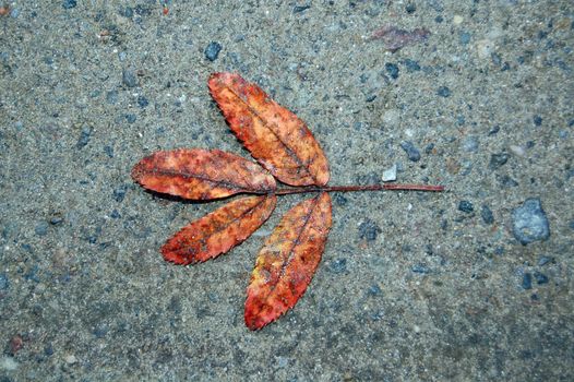 Leaf on the ground