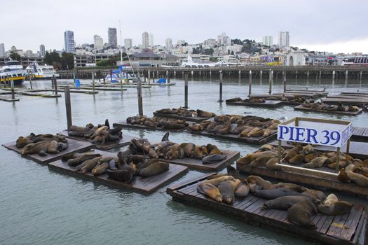 Sea lions at Fisherman Wharf, San Francisco, California