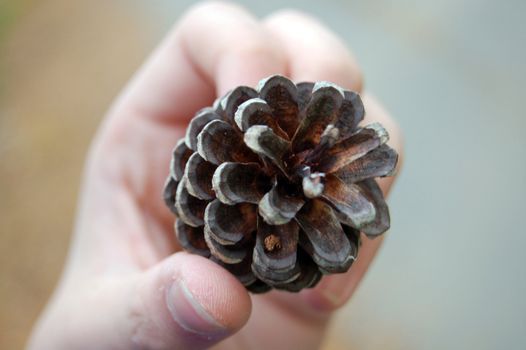 pinecone in hand