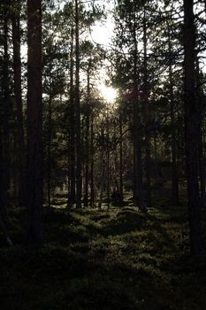 sun through the forest