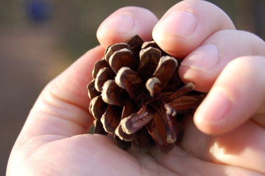 Pinecone in hand