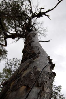 up the trunk perspective