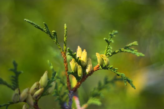 Fragment of the vegetative plant in late summer