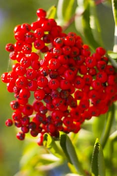 Fragment of the vegetative plant with red berries in late summer