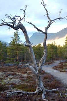 Dead tree