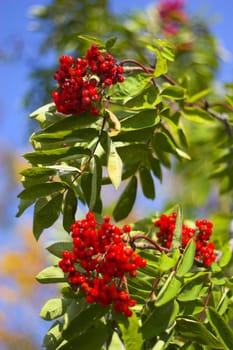 Fragment of the vegetative plant with red berries in late summer