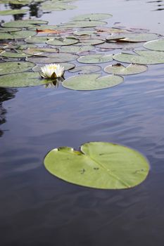 Scenic view of the pond with wild water lily in Boundary Water Canoe Wilderness