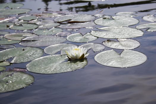 Scenic view of the pond with wild water lily in Boundary Water Canoe Wilderness