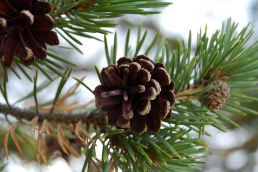 pine cone