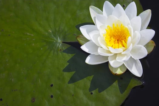 Scenic view of the pond with wild water lily in Boundary Water Canoe Wilderness