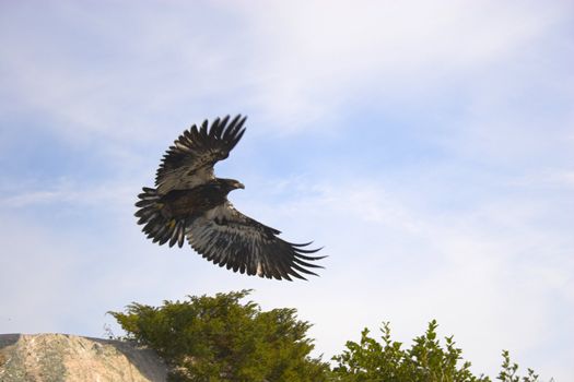 Eagle in the sky at the Boundary Water Canoe Wilderness, Minnesota