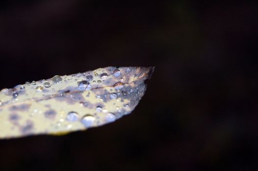 Leaf with raindrops