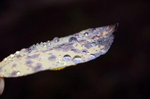 Leaf with raindrops