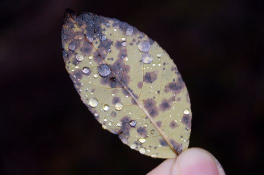 Leaf with raindrops