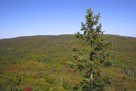 Fragment of the forest in late summer for backgrounds