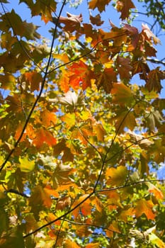 Fragment of the forest in late summer for backgrounds