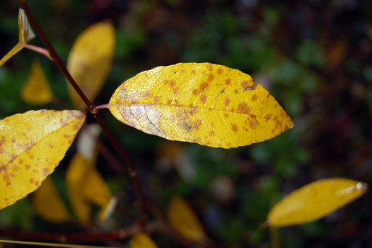 autumn leaves