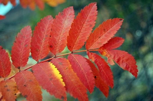 colorful leaves