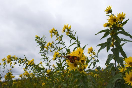 Fragment of the prairie in late summer